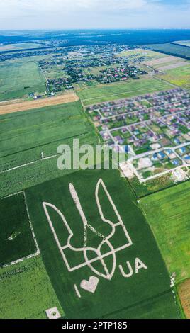 Das riesige Symbol des Landes Ukraine ist ein Dreizack, der von Maiskeimen in einem Maisfeld geschaffen wird. Blick von oben. 05.08.2021, Ukraine, Dorf Velyka Olek Stockfoto