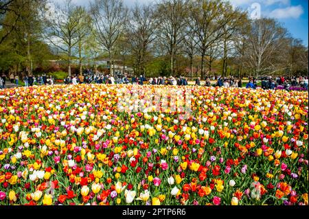 23. April, Lisse. Keukenhof ist auch bekannt als der Garten Europas, einer der weltweit größten Blumengärten und befindet sich in Lisse, den Niederlanden. Zusätzlich zu den Millionen Tulpen, Narzissen und Hyazinthen im Park sind die Blumenshows in den Pavillons größer und schöner geworden. Bis zum 14. Mai 2023 werden voraussichtlich weit über 1 Millionen Menschen aus der ganzen Welt die Ausstellung besuchen. Damit leistet der Keukenhof einen wichtigen Beitrag für den niederländischen Tourismus- und Blumenzuchtsektor. Stockfoto