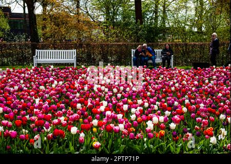 23. April, Lisse. Keukenhof ist auch bekannt als der Garten Europas, einer der weltweit größten Blumengärten und befindet sich in Lisse, den Niederlanden. Zusätzlich zu den Millionen Tulpen, Narzissen und Hyazinthen im Park sind die Blumenshows in den Pavillons größer und schöner geworden. Bis zum 14. Mai 2023 werden voraussichtlich weit über 1 Millionen Menschen aus der ganzen Welt die Ausstellung besuchen. Damit leistet der Keukenhof einen wichtigen Beitrag für den niederländischen Tourismus- und Blumenzuchtsektor. Stockfoto