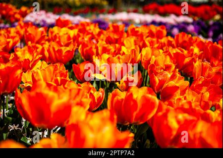 23. April, Lisse. Keukenhof ist auch bekannt als der Garten Europas, einer der weltweit größten Blumengärten und befindet sich in Lisse, den Niederlanden. Zusätzlich zu den Millionen Tulpen, Narzissen und Hyazinthen im Park sind die Blumenshows in den Pavillons größer und schöner geworden. Bis zum 14. Mai 2023 werden voraussichtlich weit über 1 Millionen Menschen aus der ganzen Welt die Ausstellung besuchen. Damit leistet der Keukenhof einen wichtigen Beitrag für den niederländischen Tourismus- und Blumenzuchtsektor. Stockfoto