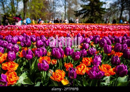 23. April, Lisse. Keukenhof ist auch bekannt als der Garten Europas, einer der weltweit größten Blumengärten und befindet sich in Lisse, den Niederlanden. Zusätzlich zu den Millionen Tulpen, Narzissen und Hyazinthen im Park sind die Blumenshows in den Pavillons größer und schöner geworden. Bis zum 14. Mai 2023 werden voraussichtlich weit über 1 Millionen Menschen aus der ganzen Welt die Ausstellung besuchen. Damit leistet der Keukenhof einen wichtigen Beitrag für den niederländischen Tourismus- und Blumenzuchtsektor. Stockfoto