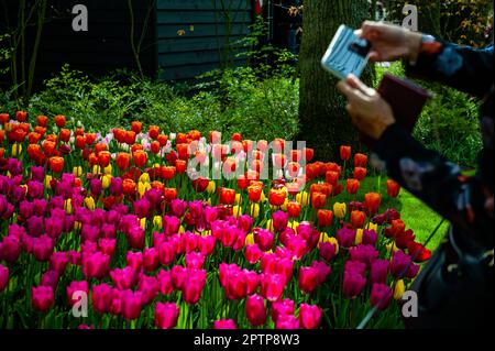 23. April, Lisse. Keukenhof ist auch bekannt als der Garten Europas, einer der weltweit größten Blumengärten und befindet sich in Lisse, den Niederlanden. Zusätzlich zu den Millionen Tulpen, Narzissen und Hyazinthen im Park sind die Blumenshows in den Pavillons größer und schöner geworden. Bis zum 14. Mai 2023 werden voraussichtlich weit über 1 Millionen Menschen aus der ganzen Welt die Ausstellung besuchen. Damit leistet der Keukenhof einen wichtigen Beitrag für den niederländischen Tourismus- und Blumenzuchtsektor. Stockfoto