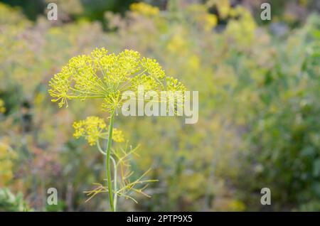 Gelbe blumen Dill im Garten Felder nahe. Anethum graveolens Stockfoto