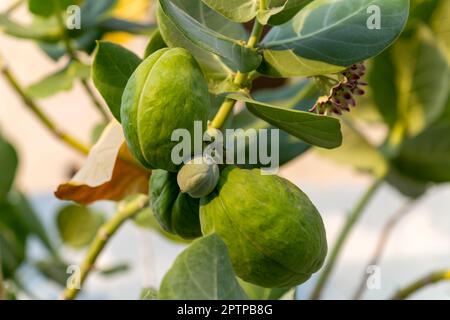 Sodom Apple Tree, Giant Milkweed Asclepias,'Calotropis Procera', Isla Mujeres, Karibische Küste, Cancun, Quintana Roo, Mexiko Stockfoto