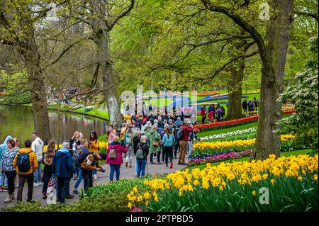 23. April, Lisse. Keukenhof ist auch bekannt als der Garten Europas, einer der weltweit größten Blumengärten und befindet sich in Lisse, den Niederlanden. Zusätzlich zu den Millionen Tulpen, Narzissen und Hyazinthen im Park sind die Blumenshows in den Pavillons größer und schöner geworden. Bis zum 14. Mai 2023 werden voraussichtlich weit über 1 Millionen Menschen aus der ganzen Welt die Ausstellung besuchen. Damit leistet der Keukenhof einen wichtigen Beitrag für den niederländischen Tourismus- und Blumenzuchtsektor. Stockfoto