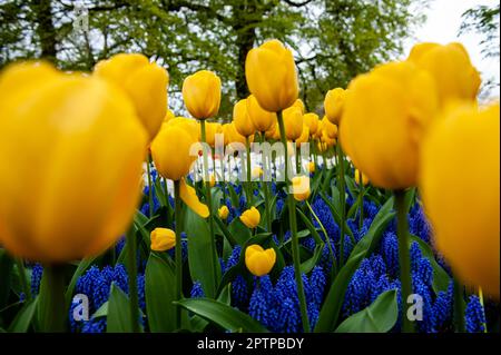 23. April, Lisse. Keukenhof ist auch bekannt als der Garten Europas, einer der weltweit größten Blumengärten und befindet sich in Lisse, den Niederlanden. Zusätzlich zu den Millionen Tulpen, Narzissen und Hyazinthen im Park sind die Blumenshows in den Pavillons größer und schöner geworden. Bis zum 14. Mai 2023 werden voraussichtlich weit über 1 Millionen Menschen aus der ganzen Welt die Ausstellung besuchen. Damit leistet der Keukenhof einen wichtigen Beitrag für den niederländischen Tourismus- und Blumenzuchtsektor. Stockfoto