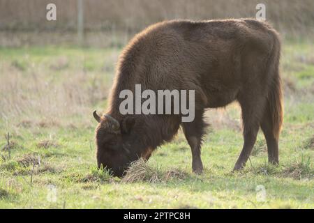 Ein europäischer Bison, der in einem Nationalpark frühstückt Stockfoto