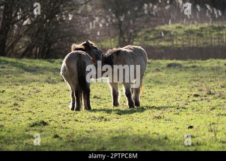 Zwei Przewalskis Pferde putzen sich morgens gegenseitig Stockfoto