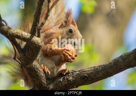 Süßes rotes Eichhörnchen, das auf dem Baum sitzt und eine Nuss hält. Gewöhnliche Nagetiere im Stadtpark Stockfoto