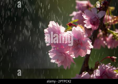 Blühende Sakura-Blumen im Regen mit Hintergrundbeleuchtung. Zarte rosa Blumen auf dem Sakura-Baum Stockfoto