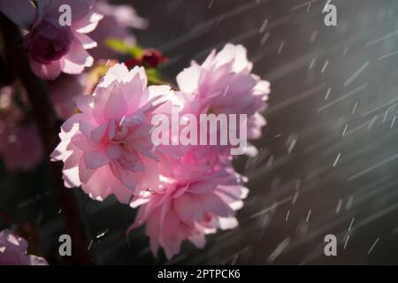 Zarte Kirschblüten im Regen. Wunderschöne rosa Sakura Blumen aus der Nähe. Erstaunlicher Blumenhintergrund Stockfoto