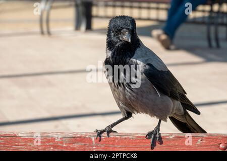 Porträt einer lustigen jungen Krähe, die auf der Parkbank sitzt. Gewöhnlicher Stadtvogel in Europa Stockfoto