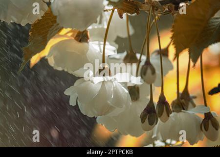 Weiße Sakura-Blumen. Blühender Kirschbaum. Zarte Sakura-Blumen unter dem Frühlingsregen Stockfoto