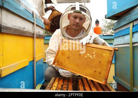 Imker in Uniform, der den Rahmen aus dem Bienenstock in der Bienenstation nimmt. Honig ernten Stockfoto