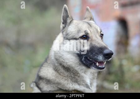 Porträt einer Hunderasse Westsibirischen Laika mit grünem Feld Hintergrund in Abend Stockfoto