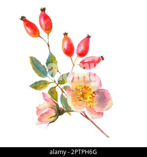 Aquarelle Hundrose Briar mit Beeren, Blumen und grünen Blättern, isoliert auf weißem Hintergrund. Stockfoto