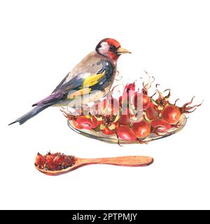 Aquarelle Illustration Vogel und Holzlöffel mit Rosehip Tee, Brier Beeren und Goldfink Vogel, Aquarell Illustration isoliert auf Weiß Stockfoto