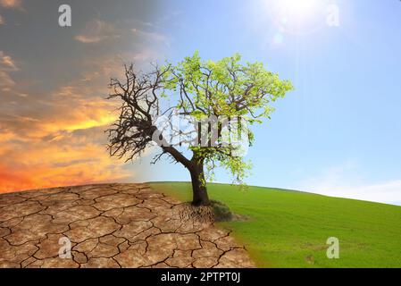 Halb toter und lebendiger Baum draußen. Ein Konzeptfoto, das die durch die Erderwärmung zerstörte Erde darstellt Stockfoto