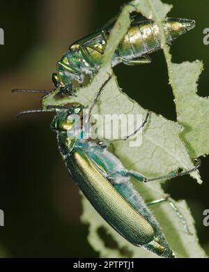 Spanische Fliege (Lytta vesicatoria) Blasenkäfer, die ein Blatt essen. Makrofotografie. Stockfoto