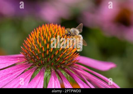 Biene - APIs mellifera - bestäubt eine Blüte des Purpursonnens, des Igelsonnens oder des östlichen Purpursonnens - Echinacea Purpurea Stockfoto