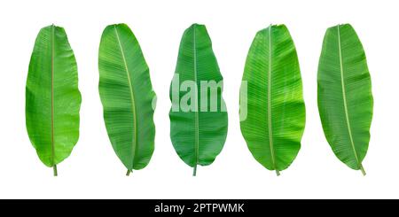 Satz frischer Bananenblätter isoliert auf weißem Hintergrund. Ganzer Bananenblatt inklusive Schneidepfad. Stockfoto
