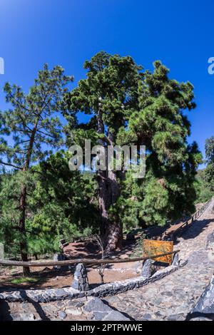 Kanarische Kiefer El Pino Gordo, der älteste (ca. 800 Jahre alt) und größte Baum (42 Meter hoch) in Spanien. Teneriffa. Kanarische Inseln. Stockfoto