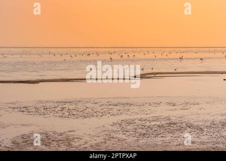 Flamingos bei Sonnenuntergang in den Salzteichen bei Walvis Bay in Namibia in Afrika. Stockfoto