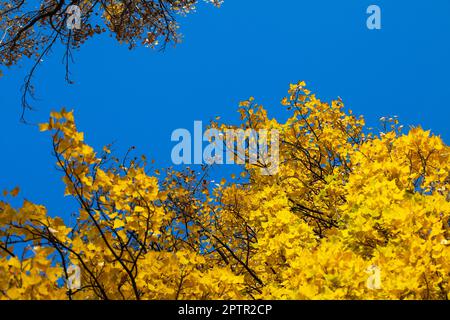 Herbst. Gelber Herbst vor einem klaren blauen Himmel. Stockfoto