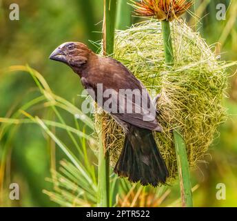 Dickschnabel-Weaver Stockfoto