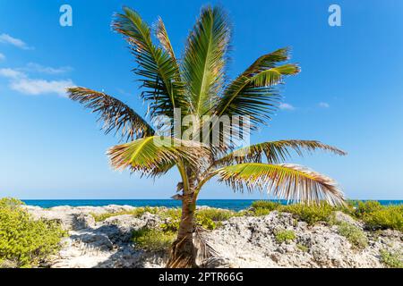 Kokospalme, die an der felsigen Küste wächst, Isla Mujeres, Karibikküste, Cancun, Quintana Roo, Mexiko Stockfoto