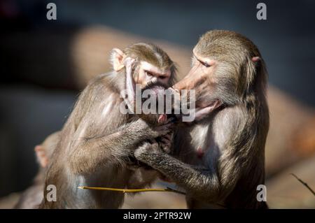 Zwei Paviane kümmern sich liebevoll um ein Junges Stockfoto