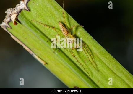 Oxyopes javanus Throll auf den Blättern kann springen, um Beute zu fangen. Stockfoto