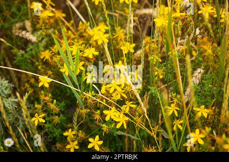 Eine schöne gelbe Johanniskraut in der Mitte eines Weizenfeldes, Nahaufnahme Stockfoto