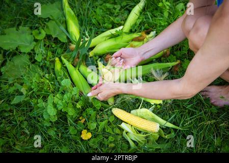 Junge Frau putzt frisch gepflückte Ähren von Mais. Maisreinigung. Eine Frau, die Mais schält. Stockfoto