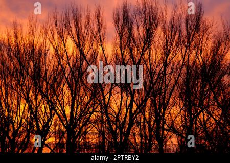 Der pinkfarbene und orangefarbene Abendhimmel strahlt durch die Baumwipfel und Zweige eines bläulichen Winterwaldes Stockfoto