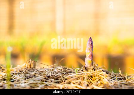 Die erste junge Aufnahme von Spargel wächst aus dem Boden mit trockenem Mulch, Nahaufnahme auf einem unscharfen Hintergrund. Morgen Sonnenaufgang im Garten Stockfoto