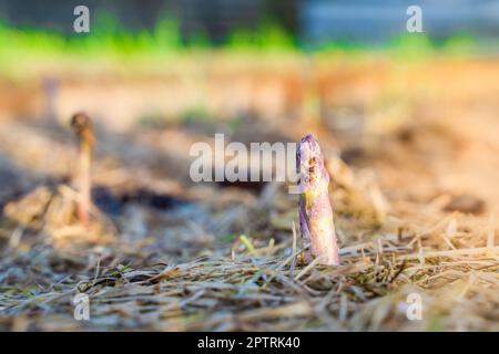 Die erste junge Aufnahme von Spargel wächst aus dem Boden mit trockenem Mulch, Nahaufnahme auf einem unscharfen Hintergrund. Morgen Sonnenaufgang im Garten Stockfoto