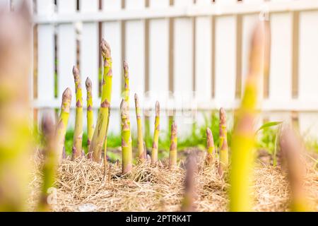 Gartenbett mit wachsendem Spargel aus Nahaufnahme. Mulchen Sie den Boden mit trockenem Gras. Anbau von köstlichem Gemüse im Garten Stockfoto