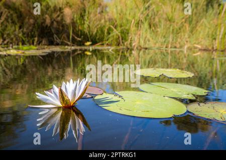 Wasserlilien und Wasserpflanzen, die auf der Wasseroberfläche schwimmen. Kwando River, Bwabwata Nationalpark, Namibia, Afrika Stockfoto