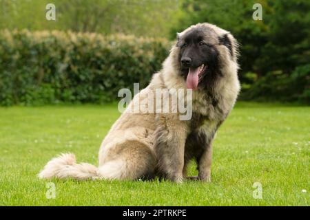 Neun Monate alter Estrela Mountain Junghund. Es ist eine große Hunderasse aus den Estrela Bergen von Portugal, gezüchtet, um Herden und Homesteads zu bewachen Stockfoto