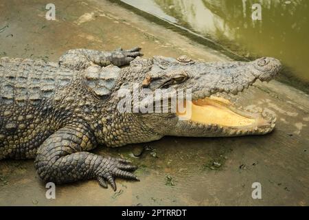 Siamkrokodil (Crocodylus siamensis) auf einer Farm in der Nähe von My Tho, Vietnam. Es handelt sich um eine gefährdete Art mittelgroßer Süßwasserkrokodile, die heimisch sind Stockfoto