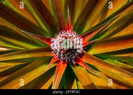 Ananas (Ananas comosus), Sandakan-Obstgarten, Sabah, Borneo, Ostmalaysia. Stockfoto