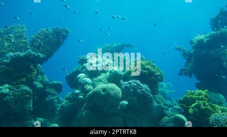 Korallenwelt, Unterwasser-Observatorium in Eilat. Bunte Korallen aus rotem Meer Stockfoto