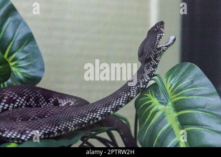 Der Pitviper auf dem Baumkörper hat ein wellenförmiges grünes Muster. Eine große Giftschlange Stockfoto