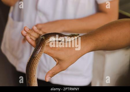 Die Sonnenstrahlschlange an den Händen von Männern ist eine nicht giftige Schlange. Der Körper ist schwarz bis dunkelbraun. Stockfoto