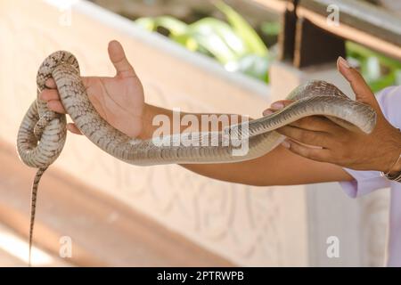 Rückschlag in Männerhänden Rückschlag eine kleine Schlange, die nicht giftig ist, aber es gibt eine wilde Schlange. Stockfoto