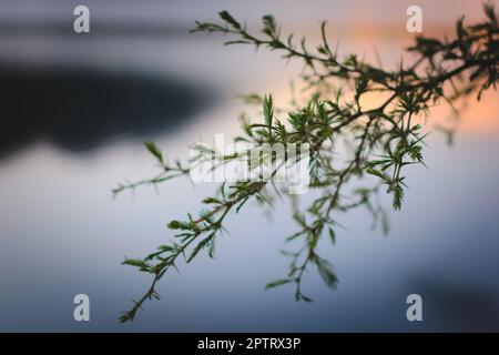 Dornen und Blätter eines Nadelbusches (Vachellia farnesiana) in San Luis, Argentinien. Nahaufnahme von Details. Stockfoto