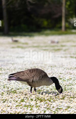 Eine kanadagans, die im Frühling in Bois de Vincennes, Paris, Frankreich, auf einem Feld voller Gänseblümchen weidet Stockfoto