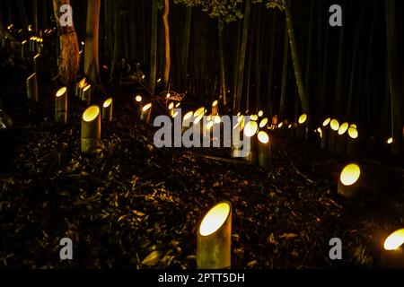 Licht-up mit kleinem Durchmesser des Bambushains (kleiner Schreibtisch Burg Wald der Bürger). Drehort: Yokohama-Stadt kanagawa Präfektur Stockfoto