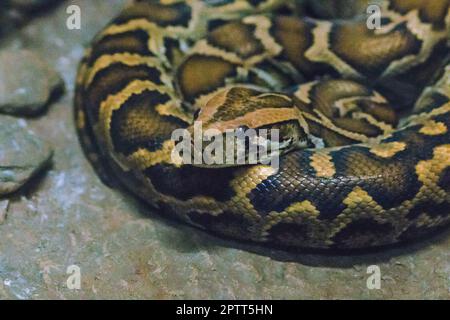 Python Bivittatus ist eine große, giftige Schlange, eine der sechs größten Schlangen der Welt. Stockfoto